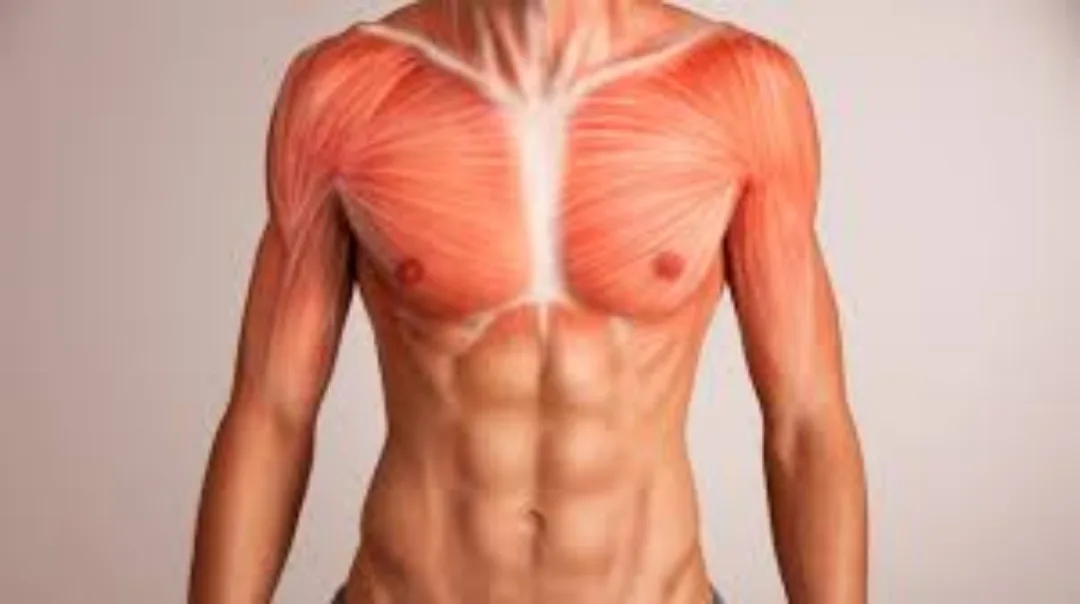 Pectoralis major anatomy
